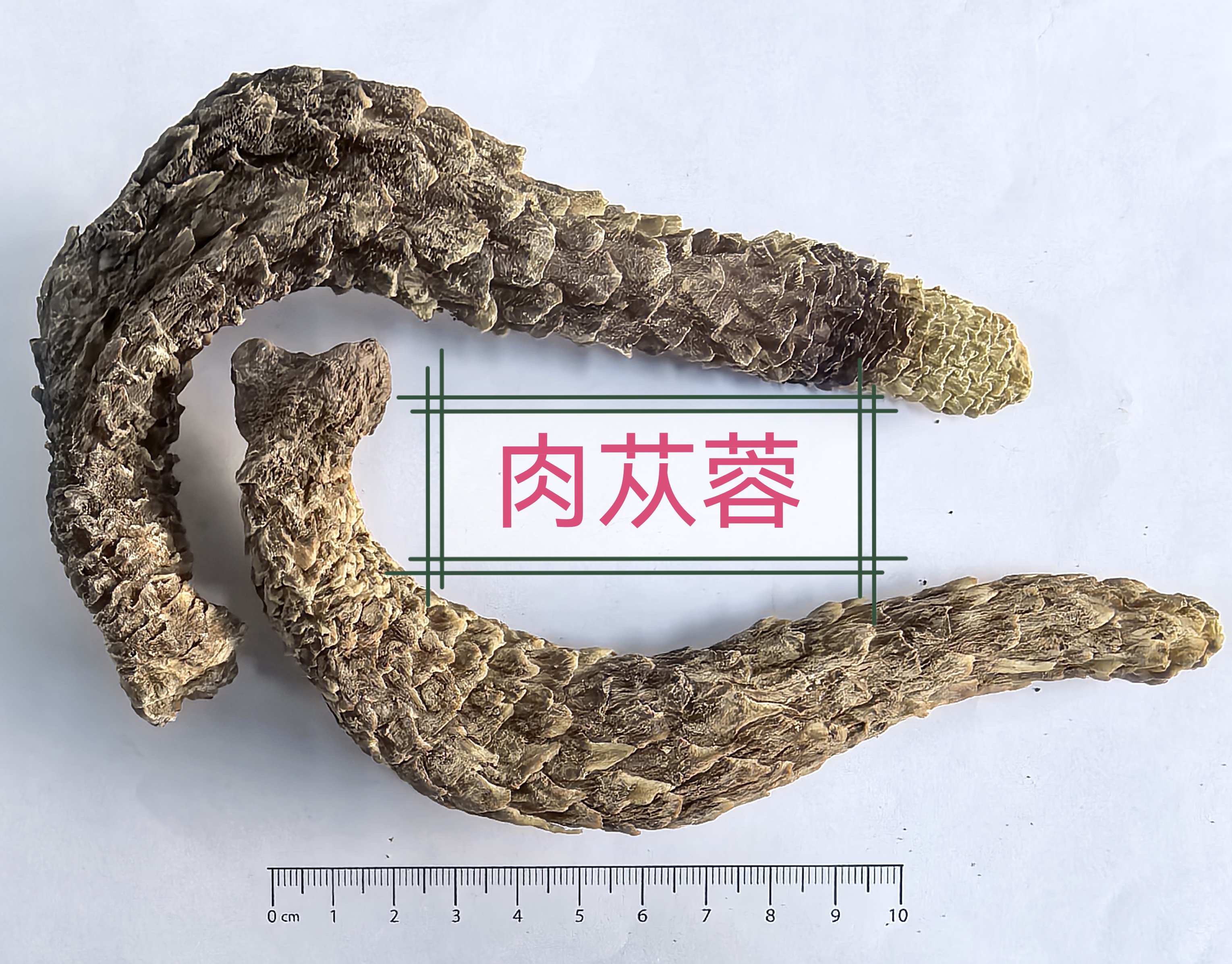 瑞龍中藥大講堂|藥食同源“肉蓯蓉”